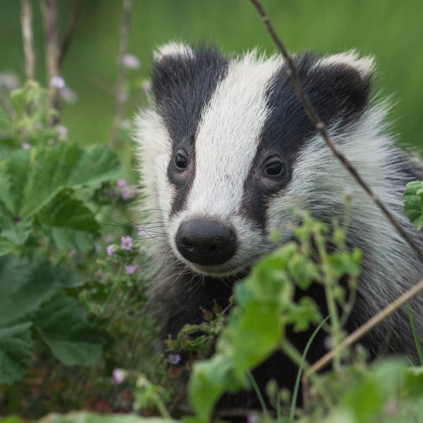 Badger