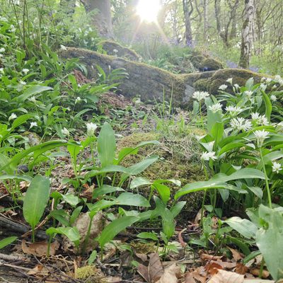 Friends of Colden Clough balsam bash