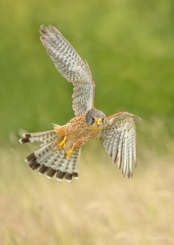 Kestral 1 wm