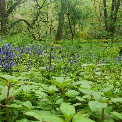 Balsam bashing at Rawtonstall Wood