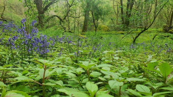 Rawtonstall Wood Balsam