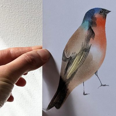 Create a Pastel Bird Postcard.