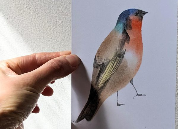 Bird pastel