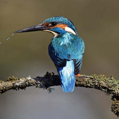 HB Women's Institute February - A Year looking for Kingfishers - Steve Midgley