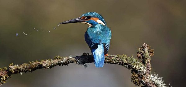 Kingfisher